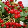 Dwarf European Cranberry Bush - 5 Gallon Pot -Plant Lover House Shop viburnum opulus compactum dwarf european cranberry bush 9 1