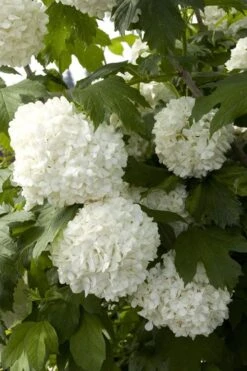 Eastern Snowball Viburnum Bush - 1 Gallon Pot 16 Eastern Snowball Viburnum Bush - 1 Gallon Pot -Plant Lover House Shop viburnum opulus sterile eastern snowball 2