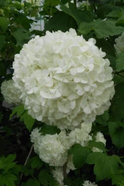 Eastern Snowball Viburnum Bush - 1 Gallon Pot 14 Eastern Snowball Viburnum Bush - 1 Gallon Pot -Plant Lover House Shop viburnum opulus sterile eastern snowball 3