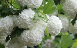 Eastern Snowball Viburnum Bush - 3 Gallon Pot 17 Eastern Snowball Viburnum Bush - 3 Gallon Pot -Plant Lover House Shop viburnum opulus sterile eastern snowball 4 1