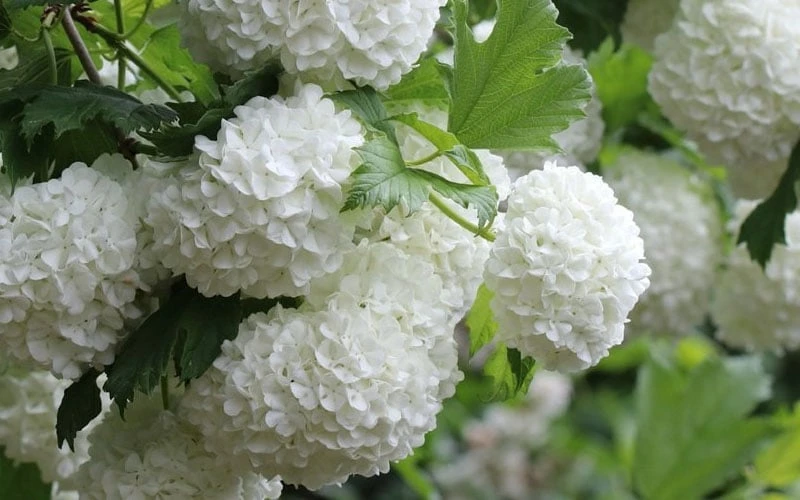 Eastern Snowball Viburnum Bush - 3 Gallon Pot 10 Eastern Snowball Viburnum Bush - 3 Gallon Pot - Image 8