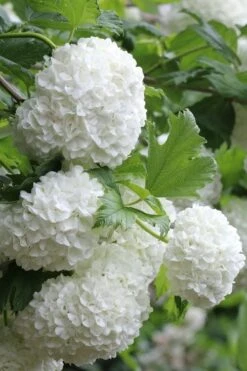 Eastern Snowball Viburnum Bush - 1 Gallon Pot 15 Eastern Snowball Viburnum Bush - 1 Gallon Pot -Plant Lover House Shop viburnum opulus sterile eastern snowball 5