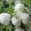 Eastern Snowball Viburnum Bush - 1 Gallon Pot 2 Eastern Snowball Viburnum Bush - 1 Gallon Pot -Plant Lover House Shop viburnum opulus sterile eastern snowball 6