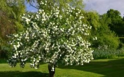 Eastern Snowball Viburnum Bush - 1 Gallon Pot 13 Eastern Snowball Viburnum Bush - 1 Gallon Pot -Plant Lover House Shop viburnum opulus sterile eastern snowball 9