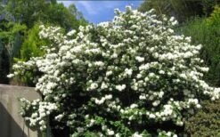 Japanese Snowball Bush (Viburnum Plicatum) - 2 Gallon Pot -Plant Lover House Shop viburnum plicatum japanese snowball bush flowers 15