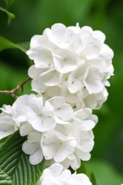 Japanese Snowball Bush (Viburnum Plicatum) - 2 Gallon Pot -Plant Lover House Shop viburnum plicatum japanese snowball flowers 10