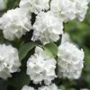 Japanese Snowball Bush (Viburnum Plicatum) - 2 Gallon Pot -Plant Lover House Shop viburnum plicatum japanese snowball flowers 14