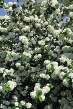 Japanese Snowball Bush (Viburnum Plicatum) - 2 Gallon Pot -Plant Lover House Shop viburnum plicatum japanese snowball flowers 15