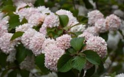 Kern's Pink Snowball Viburnum Bush - 2 Gallon Pot -Plant Lover House Shop viburnum plicatum kerns pink snowball 7