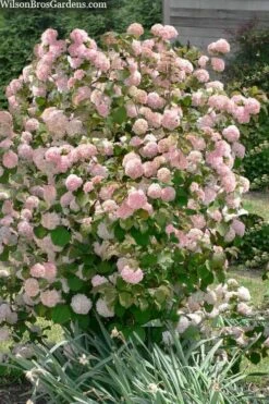 Kern's Pink Snowball Viburnum Bush - 2 Gallon Pot -Plant Lover House Shop viburnum plicatum kerns pink snowball 9