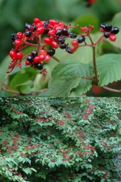Japanese Doublefile Viburnum - 2 Gallon Pot -Plant Lover House Shop viburnum plicatum tomentosum japanese doublefile 2