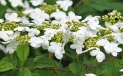 Japanese Doublefile Viburnum - 2 Gallon Pot -Plant Lover House Shop viburnum plicatum tomentosum japanese doublefile 6