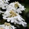 Japanese Doublefile Viburnum - 2 Gallon Pot -Plant Lover House Shop viburnum plicatum tomentosum japanese doublefile 7