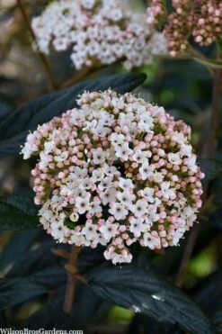Prague Viburnum - 3 Gallon Pot -Plant Lover House Shop viburnum pragense prague 2 2