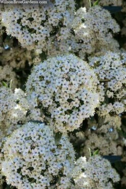 Prague Viburnum - 3 Gallon Pot -Plant Lover House Shop viburnum pragense prague 5 2