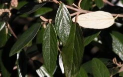 Prague Viburnum - 3 Gallon Pot -Plant Lover House Shop viburnum pragense prague 7 2