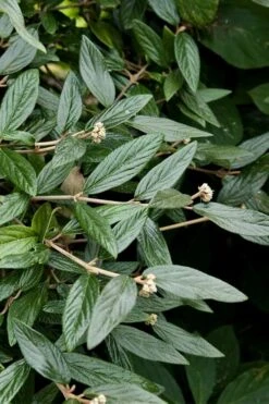 Prague Viburnum - 3 Gallon Pot -Plant Lover House Shop viburnum pragense prague 9 2