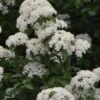 Blackhaw Viburnum - 2 Gallon Pot -Plant Lover House Shop viburnum prunifolium black haw 12 1