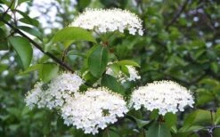 Blackhaw Viburnum - 3 Gallon Pot -Plant Lover House Shop viburnum prunifolium black haw 4