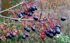 Blackhaw Viburnum - 3 Gallon Pot -Plant Lover House Shop viburnum prunifolium black haw 5