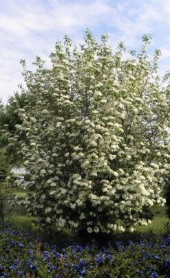 Blackhaw Viburnum - 3 Gallon Pot -Plant Lover House Shop viburnum prunifolium black haw 7