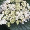 Alleghany Viburnum - 1 Gallon Pot -Plant Lover House Shop viburnum rhytidophylloides alleghany 2 thumbnail