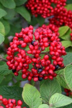 Alleghany Viburnum - 1 Gallon Pot -Plant Lover House Shop viburnum rhytidophylloides alleghany 4