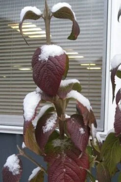 Red Balloon Viburnum - 3 Gallon Pot -Plant Lover House Shop viburnum rhytidophylloides red balloon 4