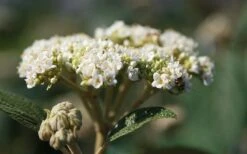 Willowwood Viburnum - 3 Gallon Pot -Plant Lover House Shop viburnum rhytidophylloides willowwood 2