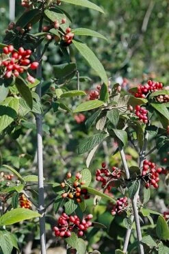 Willowwood Viburnum - 3 Gallon Pot -Plant Lover House Shop viburnum rhytidophylloides willowwood 5