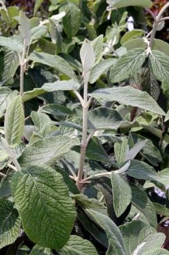 Willowwood Viburnum - 3 Gallon Pot -Plant Lover House Shop viburnum rhytidophylloides willowwood 6