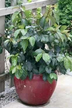 Shiny Dancer Viburnum - 2 Gallon Pot -Plant Lover House Shop viburnum shiny dancer 26