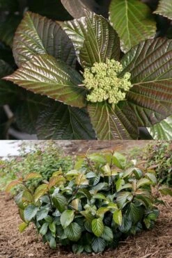 Shiny Dancer Viburnum - 2 Gallon Pot -Plant Lover House Shop viburnum shiny dancer 27