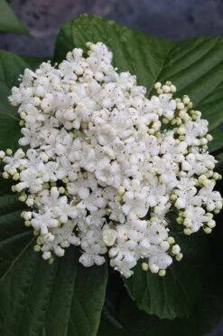 Shiny Dancer Viburnum - 2 Gallon Pot -Plant Lover House Shop viburnum shiny dancer 4 500x750 1