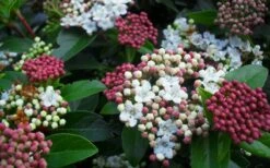 Spring Bouquet Viburnum - 1 Gallon Pot -Plant Lover House Shop viburnum spring bouquet 800x500 1