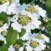 Summer Snowflake Viburnum - 1 Gallon Pot -Plant Lover House Shop viburnum summer snowflake 106