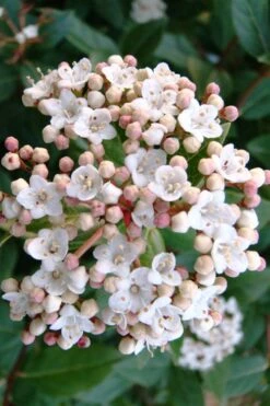 Spring Bouquet Viburnum - 6 Pack Of 1 Gallon Pots -Plant Lover House Shop viburnum tinus spring bouquet 1 2
