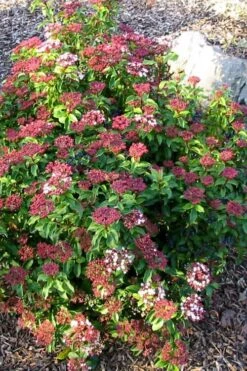 Spring Bouquet Viburnum - 3 Gallon Pot 13 Spring Bouquet Viburnum - 3 Gallon Pot -Plant Lover House Shop viburnum tinus spring bouquet 2 1