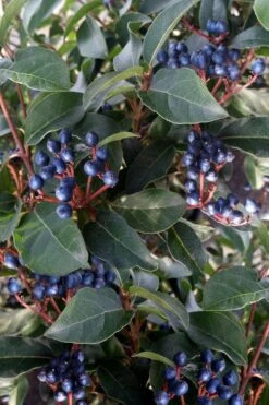 Spring Bouquet Viburnum - 3 Gallon Pot 14 Spring Bouquet Viburnum - 3 Gallon Pot -Plant Lover House Shop viburnum tinus spring bouquet 5 1
