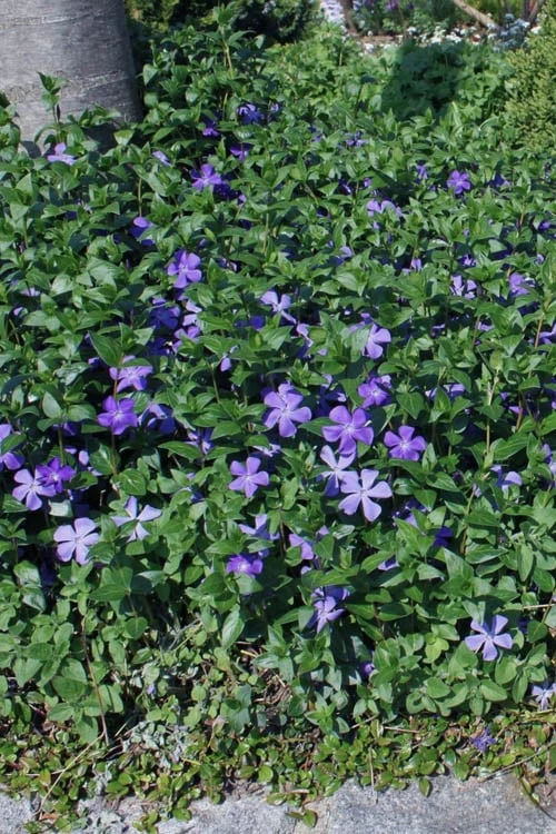 Bigleaf Periwinkle (Vinca Major) - 10 Pack Of Pint Pots 6 Bigleaf Periwinkle (Vinca Major) - 10 Pack Of Pint Pots - Image 4