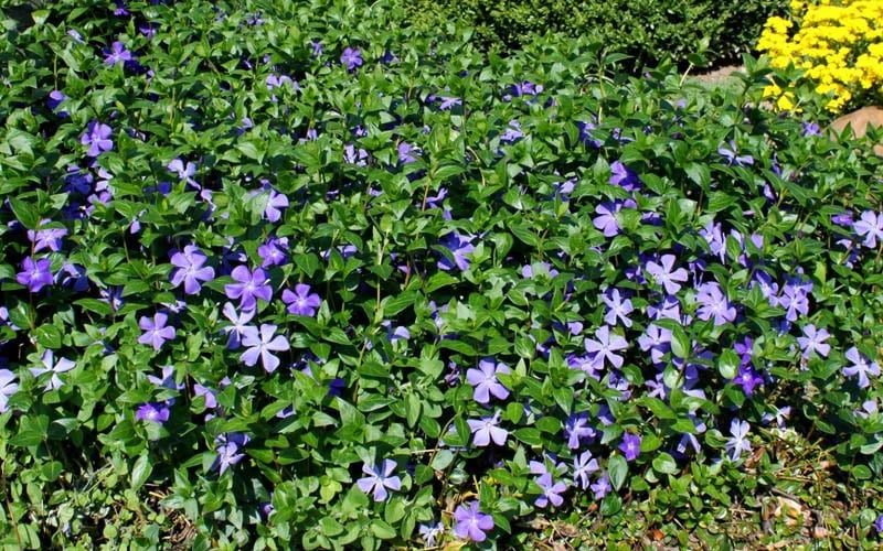 Bigleaf Periwinkle (Vinca Major) - 10 Pack Of Pint Pots 7 Bigleaf Periwinkle (Vinca Major) - 10 Pack Of Pint Pots - Image 5