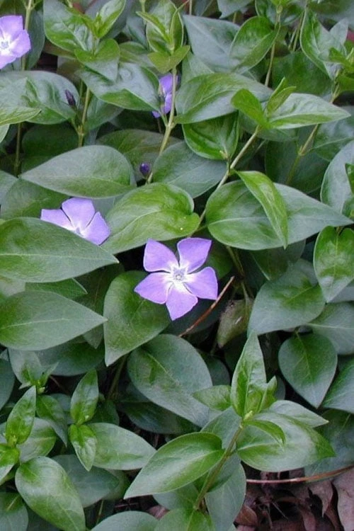 Bigleaf Periwinkle (Vinca Major) - 10 Pack Of Pint Pots 8 Bigleaf Periwinkle (Vinca Major) - 10 Pack Of Pint Pots - Image 6
