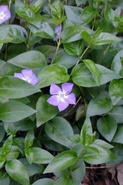 Bigleaf Periwinkle (Vinca Major) - 8 Pack Of 2.5" Pots -Plant Lover House Shop vinca major bigleaf periwinkle 12