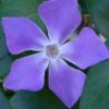 Bigleaf Periwinkle (Vinca Major) - 8 Pack Of 2.5" Pots -Plant Lover House Shop vinca major bigleaf periwinkle 13