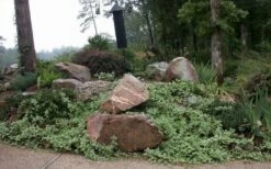 Variegated Bigleaf Periwinkle (Vinca Major 'Variegata') - 6 Pack Of Pint Pots -Plant Lover House Shop vinca major variegata big leaf periwinkle 12