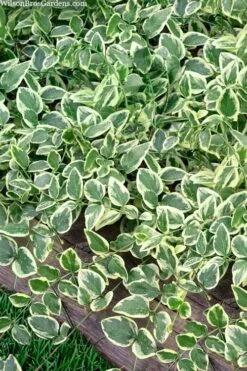 Variegated Bigleaf Periwinkle (Vinca Major 'Variegata') - 6 Pack Of Pint Pots -Plant Lover House Shop vinca major variegata big leaf periwinkle 14