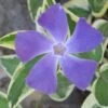 Variegated Bigleaf Periwinkle (Vinca Major 'Variegata') - 6 Pack Of Pint Pots -Plant Lover House Shop vinca major variegata rev 500x750 1