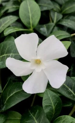 White Evergreen Periwinkle (Vinca Minor 'Alba') - 5 Pack Of Pint Pots 16 White Evergreen Periwinkle (Vinca Minor 'Alba') - 5 Pack Of Pint Pots -Plant Lover House Shop vinca minor alba white evergreen periwinkle 1