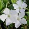 White Evergreen Periwinkle (Vinca Minor 'Alba') - 5 Pack Of Pint Pots -Plant Lover House Shop vinca minor alba white evergreen periwinkle 5