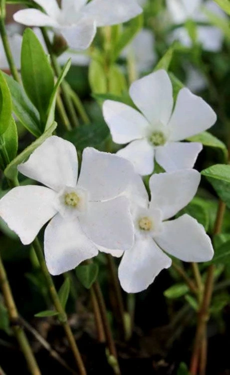 White Evergreen Periwinkle (Vinca Minor 'Alba') - 5 Pack Of Pint Pots 3 White Evergreen Periwinkle (Vinca Minor 'Alba') - 5 Pack Of Pint Pots
